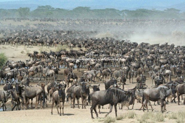 The Serengeti terror migration
