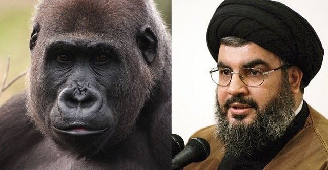 Question for Israel: When Will Gorilla Nasrallah Meet His Maker?
